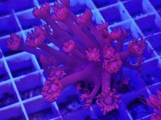 画像2: No.12 トンガ産 ハナガササンゴ レッド (2)