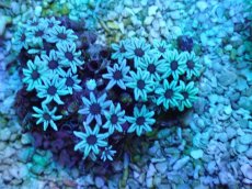 画像1: No.08 フィジー産　クダサンゴ (1)