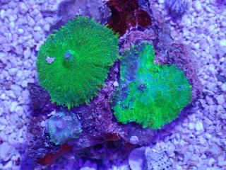 ディスクコーラル+ハナグーリン&ゴールドセット No.2 バブルディスクを買うならアクアスタイルユー 大阪のサンゴ