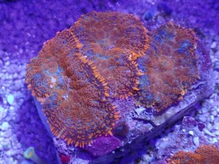 サンゴ/ソフトコーラル/希少/ディスク モザイク モスグリーン p1 美エメラルドグリーンディスクコーラル☆単体１枚販売