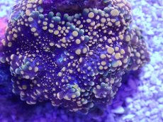 画像2: No.18 バブルディスク　ツートン (2)
