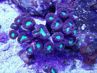 No.5 深場ミドリイシ を買うならアクアスタイルユー 大阪の