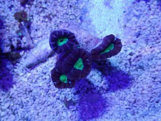 サンゴ育成LED照明 SPECTRA スペクトラ SP200 - AQUASTYLE YOU（アクア