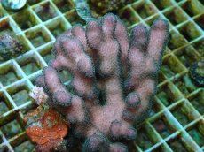 画像1: No.66 フィジー産 ショウガサンゴ (1)