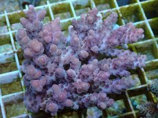 画像1: No.73 オーストラリア産 浅場ミドリイシ (1)