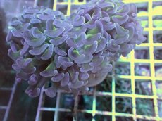 画像1: No.2　ナガレハナサンゴ　茎グリーン　カット個体 (1)