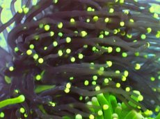 画像2: No.8 フラワーコーラル　ブラック (2)