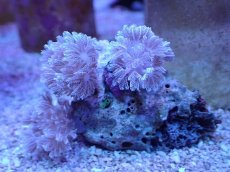画像1: No.5 フィジー産 チガイウミアザミ　パクパク (1)