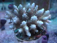 画像1: No.80 浅場ミドリイシ (1)