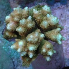 画像1: No.83 浅場ミドリイシ (1)