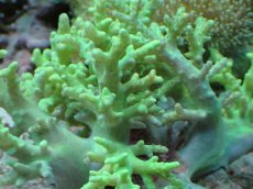 画像2: No.１ 沖縄産 カタトサカsp (2)