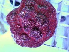 画像2: No.1 キッカサンゴ ルビー・スパークル (2)