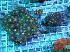 画像1: No.1 ベトナム産 マメスナギンチャク (1)