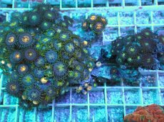 画像2: No.1 ベトナム産 マメスナギンチャク (2)