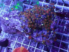 画像1: No.1 マメスナギンチャク マルチ (1)