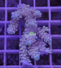 画像1: No.53 オーストラリア産 ウスエダミドリイシ　ブルーポリプ (1)