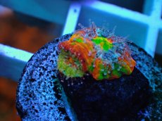 画像2: No.10 オーストラリア産 スコリミア スーパーノヴァ・バースト (2)