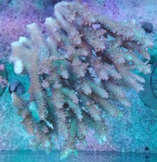 画像1: No.90 オーストラリア産 浅場ミドリイシ (1)