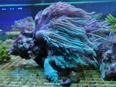 画像1: No.2 ウミアザミsp　岩付 (1)