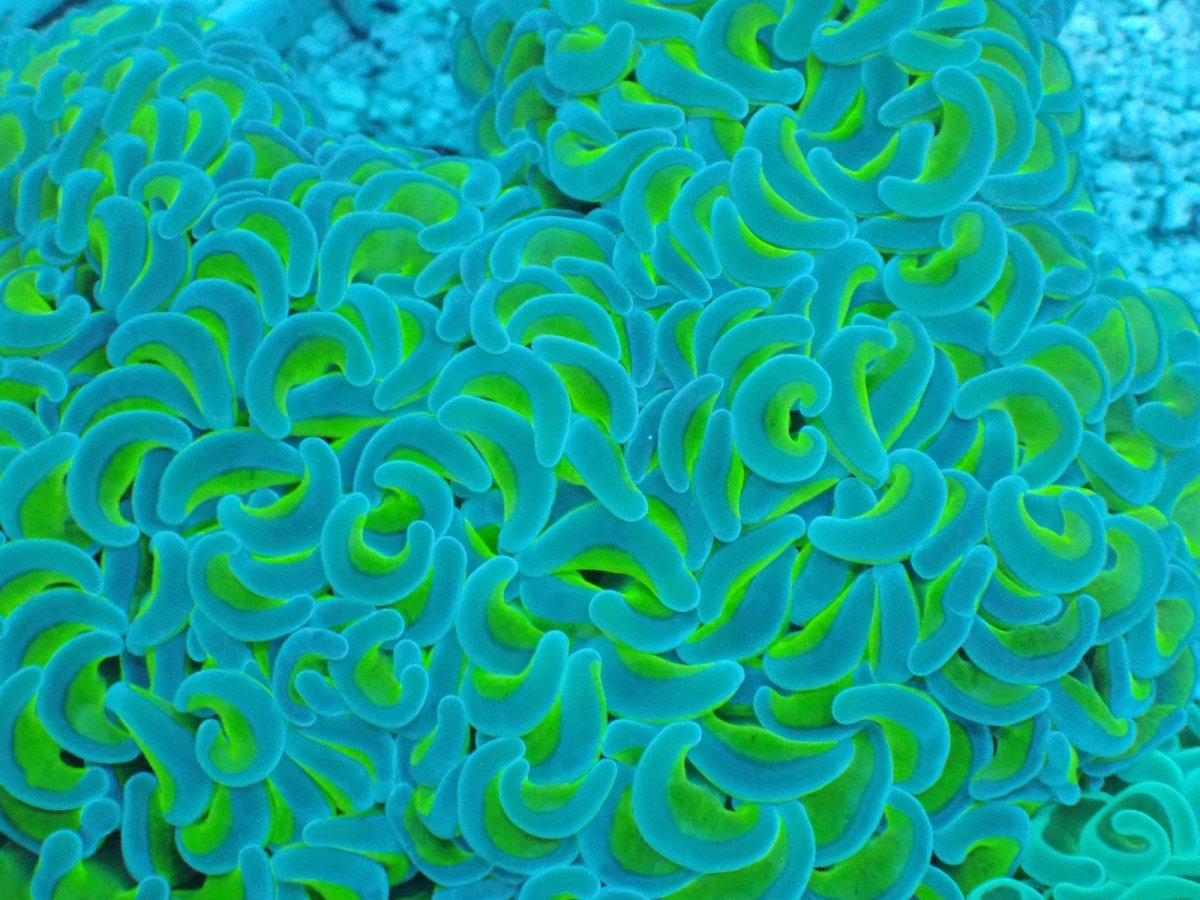 画像2: No.4 オーストラリア産 ナガレハナサンゴ ネオン・ウェーブ　　【人気No.1】 (2)