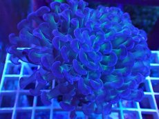 画像1: No.4 ナガレハナサンゴ　茎グリーン　カット個体 (1)