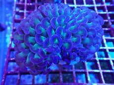 画像1: No.8 ナガレハナサンゴ　茎グリーン　カット個体 (1)