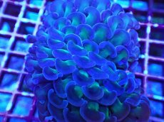 画像2: No.8 ナガレハナサンゴ　茎グリーン　カット個体 (2)