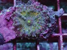 画像2: No.2 バブルディスク サンバースト・エクリプス (2)