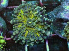 画像1: No.13 バブルディスク ゴールデン・レイ (1)