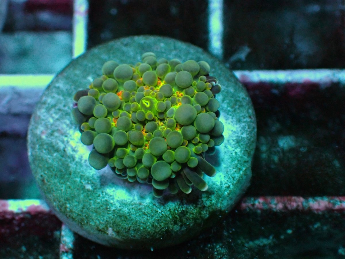 画像2: No.18 バブルディスク ネオン・アイ・グリーン (2)