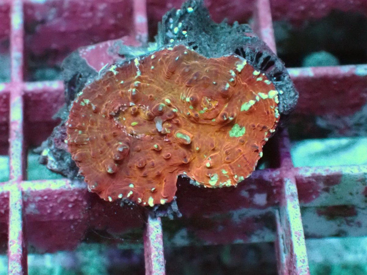 画像1: No.1 キッカサンゴ　Sサイズ (1)