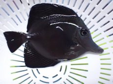 画像2: No.1 クリスマス産 ブラックロングノーズタン　激レア個体 (2)