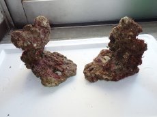 画像1: No.4 ライブロック　二個セット　海藻など付き　約2ｋｇ　　【人気No.1】 (1)