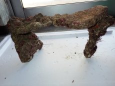 画像3: No.4 ライブロック　二個セット　海藻など付き　約2ｋｇ　　【人気No.1】 (3)
