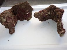画像4: No.4 ライブロック　二個セット　海藻など付き　約2ｋｇ　　【人気No.1】 (4)