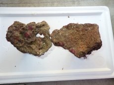 画像5: No.4 ライブロック　二個セット　海藻など付き　約2ｋｇ　　【人気No.1】 (5)