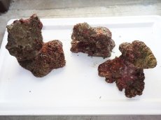 画像1: No.5 ライブロック　三個セット　海藻など付き　約3.3ｋｇ　　【人気No.1】 (1)