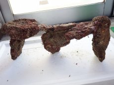 画像3: No.5 ライブロック　三個セット　海藻など付き　約3.3ｋｇ　　【人気No.1】 (3)