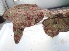 画像4: No.5 ライブロック　三個セット　海藻など付き　約3.3ｋｇ　　【人気No.1】 (4)