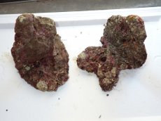画像1: No.6 ライブロック　二個セット　海藻など付き　約2.3ｋｇ　　【人気No.1】 (1)