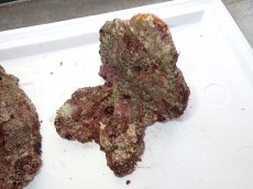 画像5: No.6 ライブロック　二個セット　海藻など付き　約2.3ｋｇ　　【人気No.1】 (5)