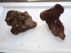 画像1: No.7 ライブロック　二個セット　海藻など付き　約1.6ｋｇ　　【人気No.1】 (1)