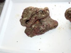 画像4: No.7 ライブロック　二個セット　海藻など付き　約1.6ｋｇ　　【人気No.1】 (4)