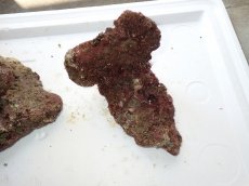 画像5: No.7 ライブロック　二個セット　海藻など付き　約1.6ｋｇ　　【人気No.1】 (5)