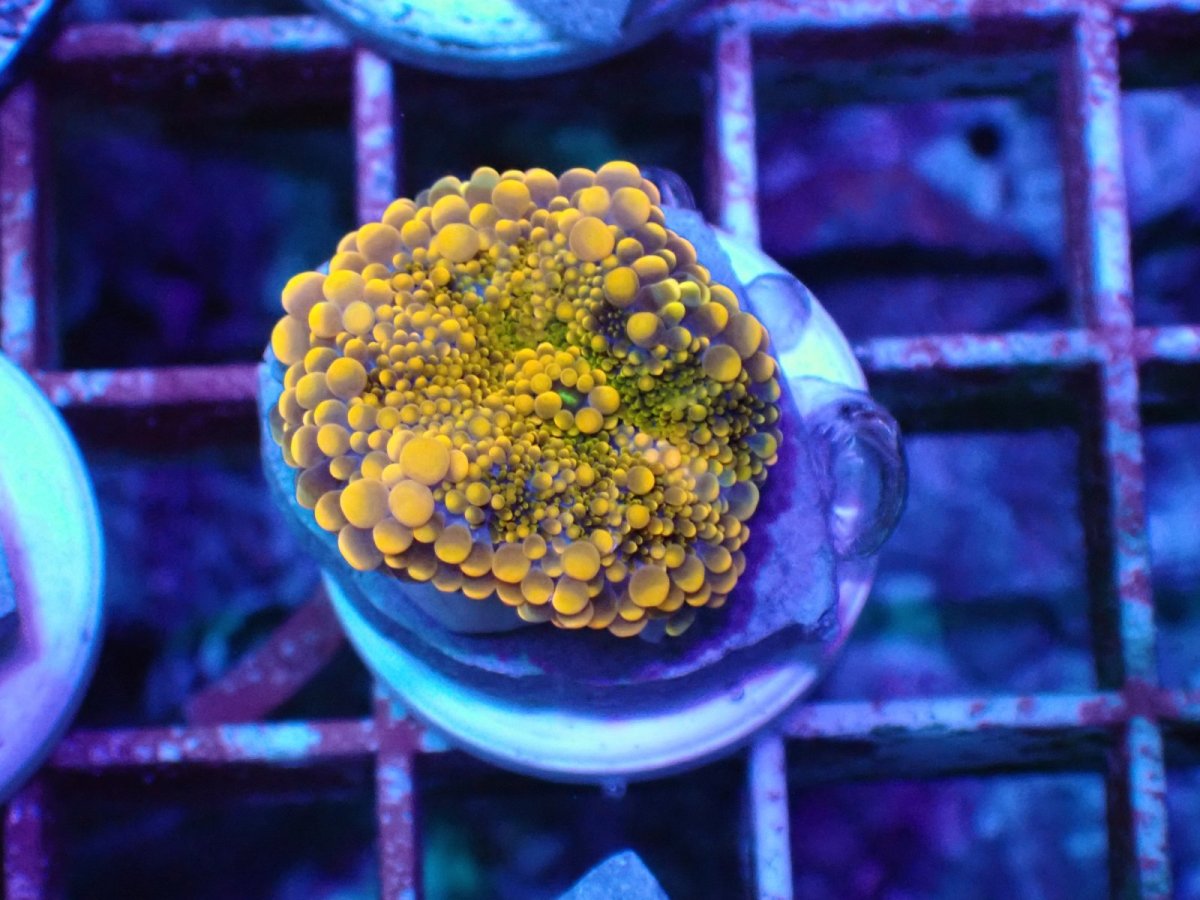 画像1: No.63 バブルディスクコーラル サンバースト・バブル (1)