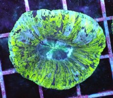 画像1: No.111 オーストラリア産 オオバナサンゴ?エレクトリック・ライム (1)