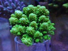 画像1: 浅場ミドリイシ　C (1)