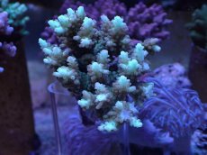 画像1: 浅場ミドリイシ　L (1)
