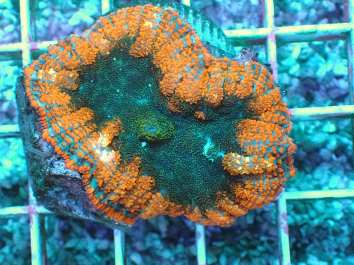画像1: No.108 フィジー産 Rhodactis オレンジスーパーノヴァ ディスクsp (1)