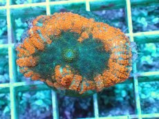 画像1: No.109 フィジー産 Rhodactis オレンジスーパーノヴァ ディスクsp (1)
